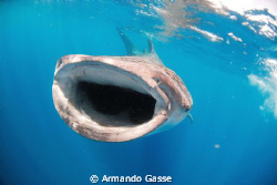 Whale shark in the blue by Armando Gasse 